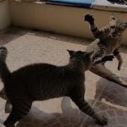 Cat Fight This