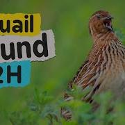 Quail Sound 2H