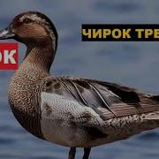 Чирок Трескунок Голос