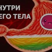 Анатомия Человека Для Детей Обучающее