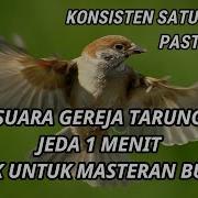 Masteran Murai Batu Gereja Tarung Jeda