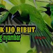 Suara Cucak Ijo Ribut