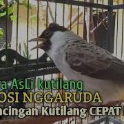 Suara Burung Kutilang