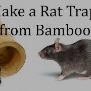 How To Make A Bamboo Rat Trap Tilong Rat Trap