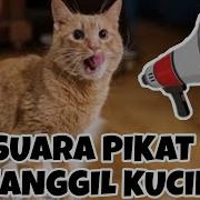 Suara Kucing