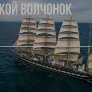 Морской Волчонок