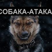 Собака Атака Для Виброколонки