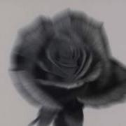 Black Rose Melody