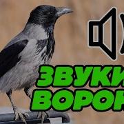 Звук Вороны 10 Часов