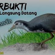 Suara Pikat Ruakruak