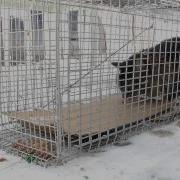 Stray Feral Cat Trapping Trap Neuter Return 2