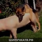 Milfсмотреть Бесплатно Про Секс С Животными