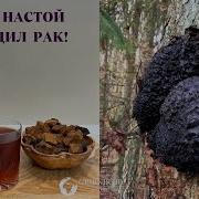 Настойки Из Чаги