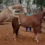 Horse Mating Donkey