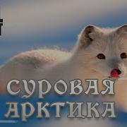 Природа Арктики