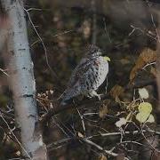 Свист Самки Рябчика