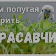 Учим Попугая Говорить Урок 1 Ты Мой Красавчик