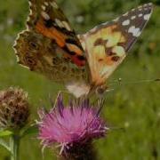 London Symphony Orchestra A Gift Of A Thistle