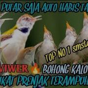 Suara Pikat Burung Prinjak Lumut Ribut