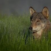 La Meute Des Loups