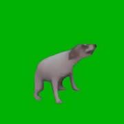 Dog Dancing Green Screen