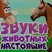 Звуки Мультики Для Самых