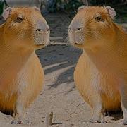 Capybara Song