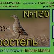 Коростель Голос Птиц