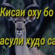 Кисаи Оху Бо Расули Худо