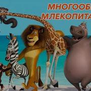 Многообразие Млекопитающих